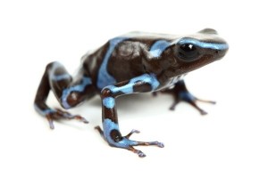 Dendrobates auratus, blue